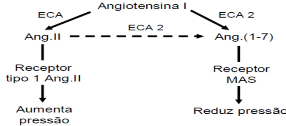 Figura 4 Angiotensina (1-7) e recetor MAS  18