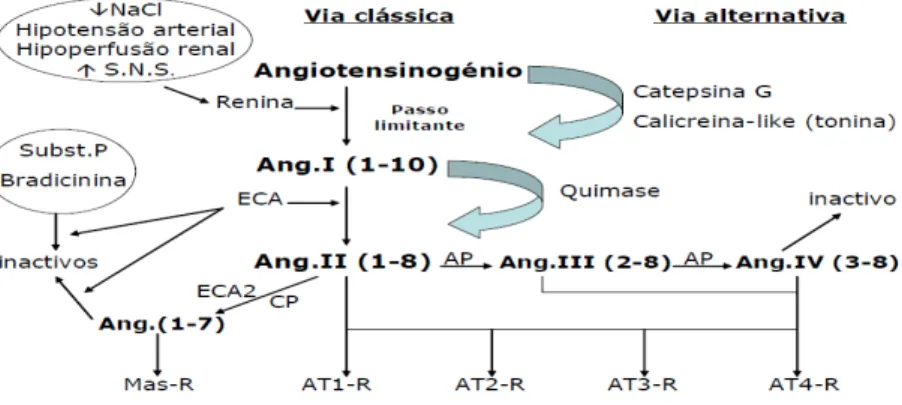 Figura 5 Sisema Renina- Angiotensina- Aldosterona 18