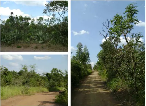 Figura 4. Aspectos da vegetação na área de estudo (São Carlos, SP). 