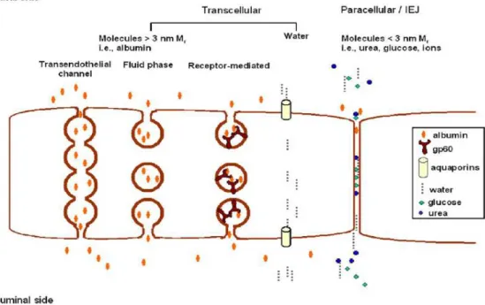 Figura 2. Vias de transporte de substancias no endotélio vascular. Fonte: Mehta D, Malik AB