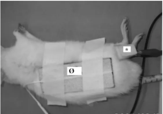 Figura 1. Colocação dos eletrodos. Os eletrodos ativos (*) aplicados sobre as faces medial e lateral do tornozelo  e o dispersivo (Ø) na região dorsal do tronco do rato