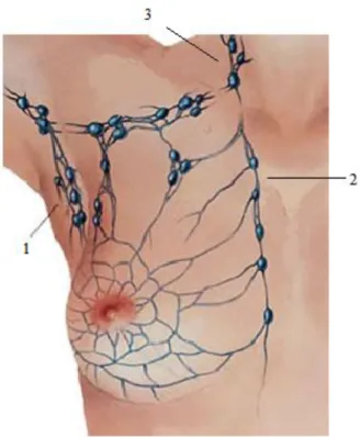 Figura 2.3. Ilustração do sistema linfático da mama. 1- Gânglios da cadeia axilar; 2- Gânglios da cadeia  mamária  interna;  3-  Gânglios  da  cadeia  supraclavicular