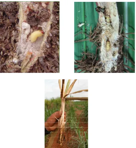 Figura  2:  Danos  causados  pelas  larvas  de  S.  levis  nos  colmos  e  rizomas  da  cana-de-açúcar  geram perdas  em  torno  de  até  30  toneladas  por  hectare  ao  ano  (Fonte:  Revista  Cultivar  -  Março  2005