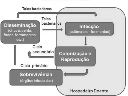 Figura 1: Esquema representativo do ciclo do cancro cítrico. Retirado de Bergamin Filho et  al., 1995