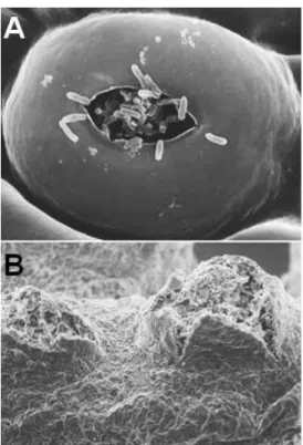 Figura 3: Processo de colonização da planta pela bactéria Xanthomonas citri subsp. citri  a  partir  da  infecção
