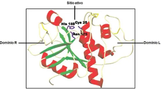 Figura  6:  Estrutura  tridimensional  da  cisteíno  protease  papaína.  Presença  de  dois  domínios e entre ele o sítio ativo da enzima