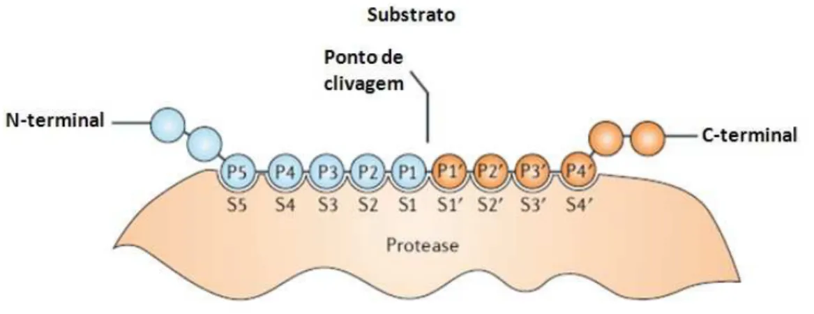 Figura  8:  Representação  esquemática  do  modelo  proposto  por  Schechter  e  Berger  (1967)