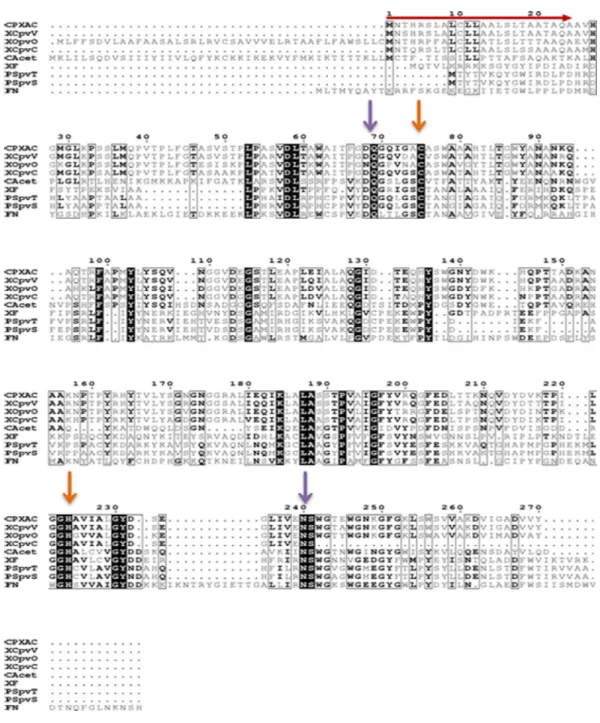 Figura  9:  Alinhamento  entre  a  cisteíno  peptidase  de  Xanthomonas  citri  subsp