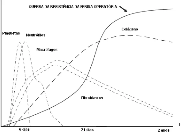Figura 1: Fases do processo de cicatrização: inflamatória, proliferativa e reparadora e  atividade celular recrutada em cada uma das fases (Franz, 2008)
