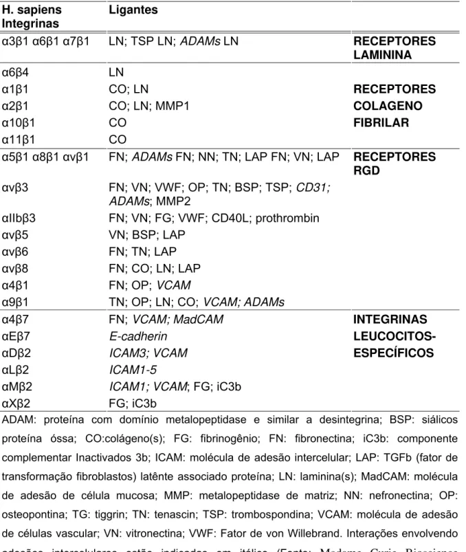 Tabela 3: Integrinas e seus ligantes H. sapiens  Integrinas  Ligantes  α 3 β 1  α 6 β 1  α 7 β 1  LN; TSP LN; ADAMs LN  RECEPTORES  LAMININA  α 6 β 4 LN  α 1 β 1 CO;  LN  RECEPTORES  α 2 β 1 CO;  LN;  MMP1  COLAGENO  α 10 β 1 CO  FIBRILAR  α 11 β 1 CO 