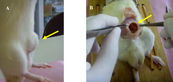 Figura 6: A: persistência de hérnia incisional em todos os animais do grupo controle após 14  dias da indução cirúrgica; B: persistência do anel herniário aberto no grupo controle todas as  características da hérnia incisional presentes, confirmando os lim