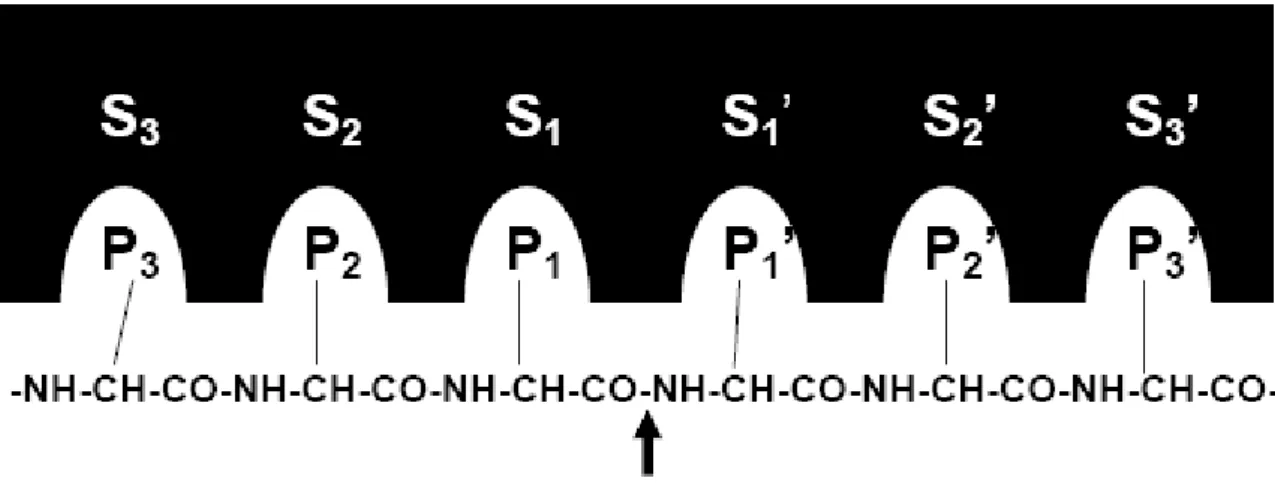 Figura  1:  Nomenclatura  de  Schecter  &amp;  Berger  (1967).  Nomenclatura  de  Schecter  &amp;  Berger  para  descrever a interação do substrato peptídico com uma peptidase
