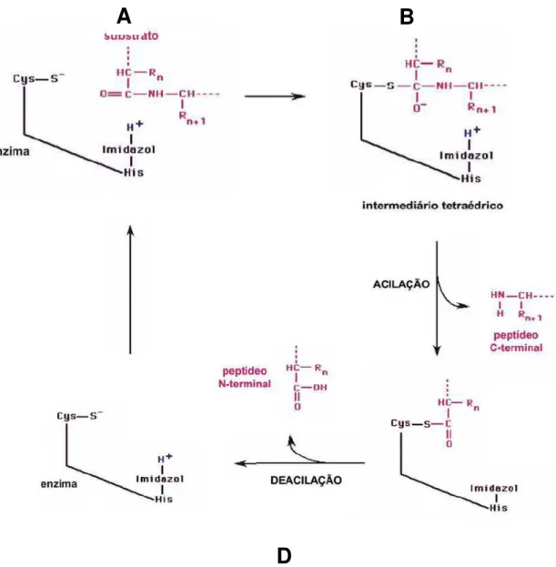 Figura 3: Mecanismo catalítico das cisteíno-peptidases (Adaptado de Rao et al, 1998). 