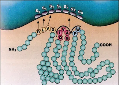 Figura 4: Visão esquemática da interação entre a cistatina C humana e uma cisteíno peptidase do  tipo papaína