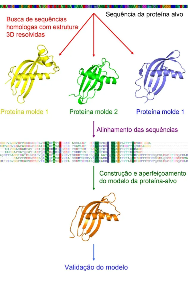 Figura  6:  Modelagem  molecular  de  proteínas  por  homologia.  Etapas  envolvidas  no  processo  de  obtenção  de  modelos  protéicos  de  proteínas-alvo  através  da  utilização  da  estratégia  de  modelagem  molecular por homologia estrutural