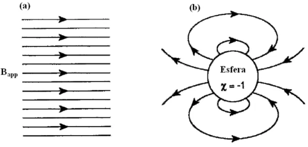 Figura 23 - Em (a) o esboço das linhas de um campo magnético constante aplicado, em (b) o dipolo formado na  esfera supercondutora