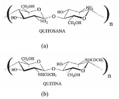 FIGURA 1.5: Representação da estrutura primária da quitosana (a) e  quitina (b) onde n é o grau de polimerização