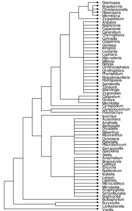 Fig. 2. Phylogenetic tree assembled for the orchid genera sampled in southeastern  Brazil