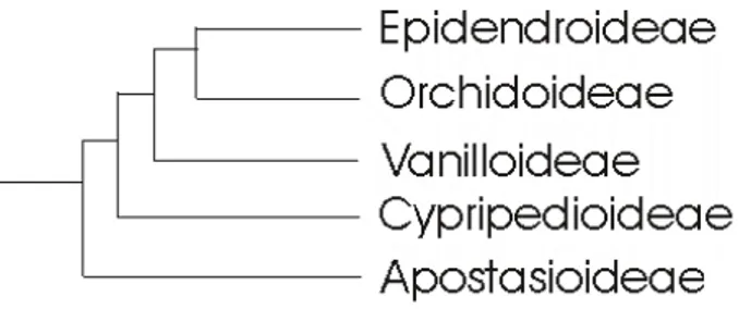 Figura 2 - Cladrograma básico da família Orchidaceae. Por se tratar de uma família  muito numerosa e altamente diversa morfologicamente, foi subdividida em cinco  subfamílias (Angiosperm Phylogeny Group 2003)