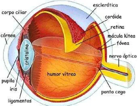 Figura 1.1 - Estrutura interna do olho humano. 