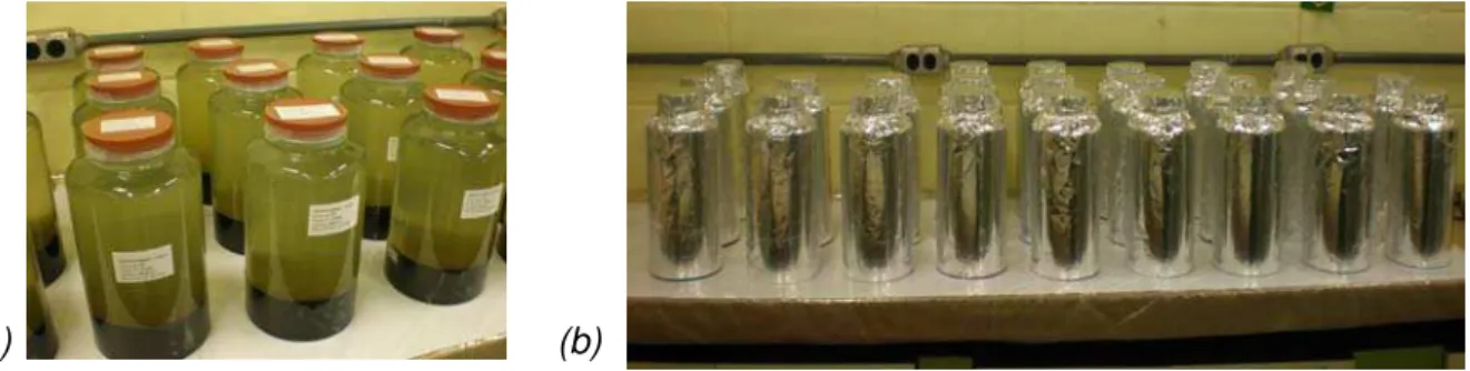 FIGURA 8. Microcosmos: (a) microcosmos prontos tampados com rosca plástica e  (b) microcosmos montados cobertos com papel alumínio para evitar o contato com a  luz