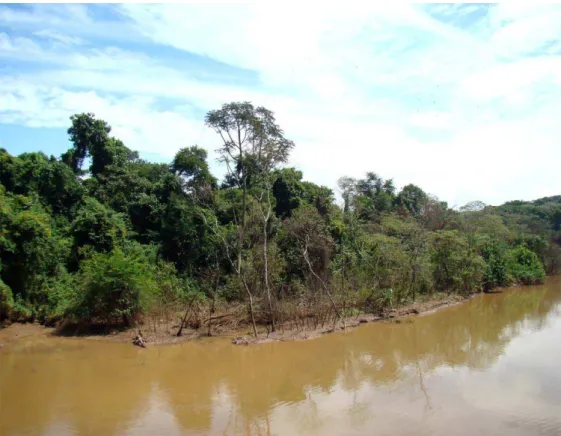 Figura 5. Vista de uma das bordas do fragmento florestal, às margens do Rio Corumbataí
