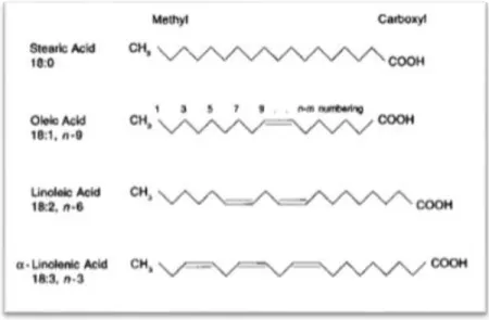 Figure 6. Molecular structure of stearic acid, oleic acid, linoleic acid and alpha-linolenic acid