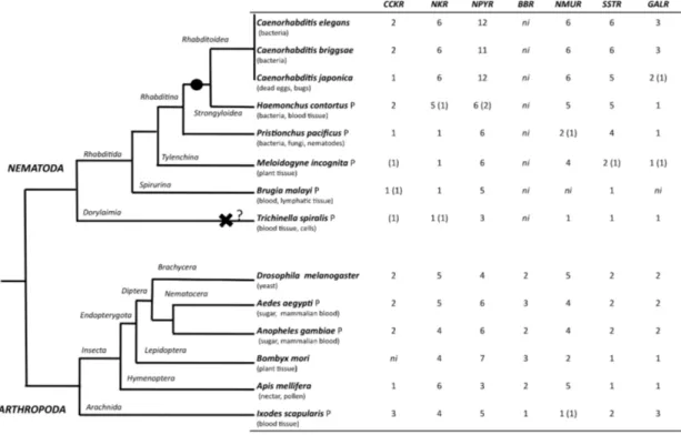 Figure 4. Distribution of rhodopsin subfamily members in nematodes and arthropods. 