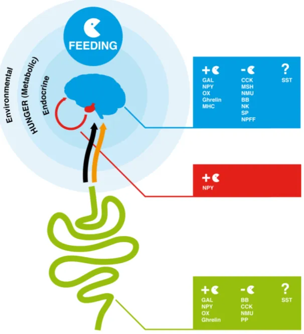 Figure 1. Overview of endocrine factors that regulate feeding behavior in the human  brain-gut axis