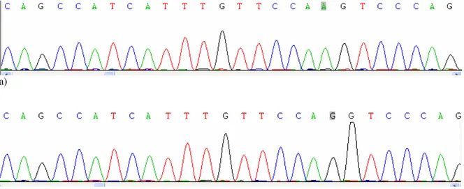 Fig. 4 Eletroferograma mostrando polimorfismo na região marcada entre duas colônias do mesmo  indivíduo (a) VAlta Cx4G4 colônia 1 (b) VAlta Cx4G4 colônia 2 