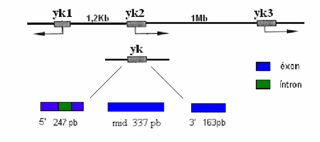 Fig. 6- Representação esquemática dos genes yolk em  Drosophila(yk1, yk2, yk3) e  subdivisão em três  partes do gene yolk  em Anastrepha