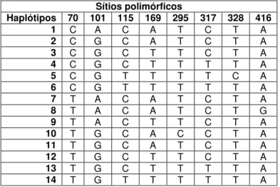 Tabela 4.1: Haplótipos encontrados nas 141 seqüências da região cytb  de Euglossa cordata,  com polimorfismo de bases nitrogenadas em oito sítios dos 355 pb recuperados