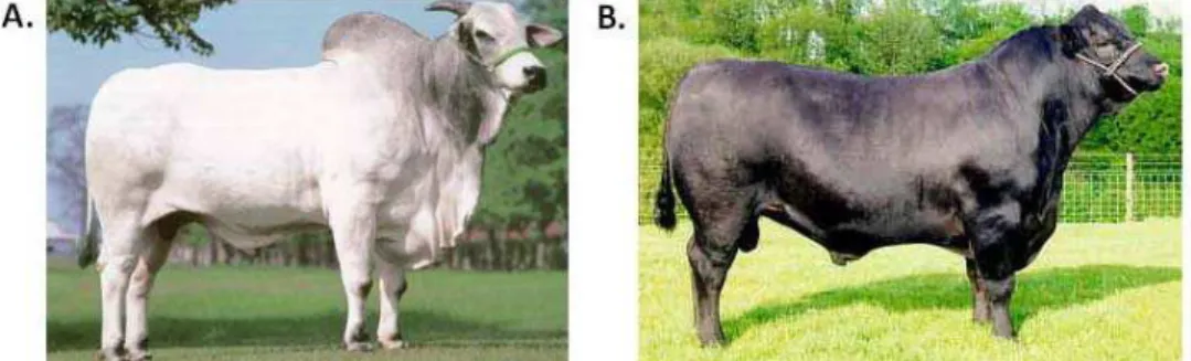 Figura 1. Figura ilustrativa de algumas diferenças morfológicas entre animais  Bos p. indicus (A - Nelore) e Bos p
