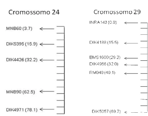 Figura 9: Mapa de ligação referência utilizado com os respectivos locos e sua  distância (cM) ao longo dos cromossomos 24 e 29