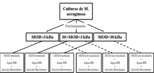 Figura 3. Diagrama que relata o destino da MOD produzida por M. aeruginosa, desde a  cultura algal produtora da MOD à composição das culturas bacterianas