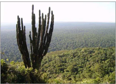 Figura 7.  Vista da vegetação do alto da Trilha do Morro do Diabo, com presença de  mandacaru (Cereus hildmanianus), Teodoro Sampaio-SP