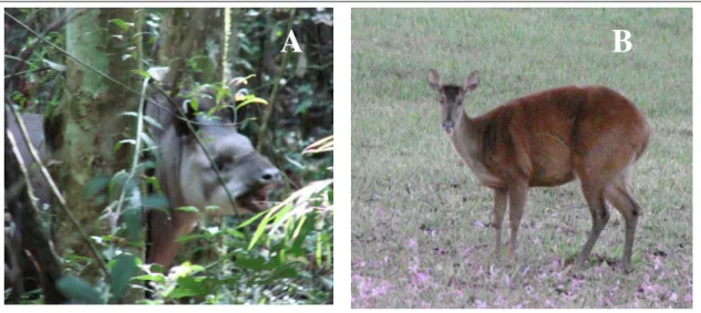 Figura 8.  Fauna observada no Parque Estadual do Morro do Diabo, durante o estudo: A)  Tapirus terrestris (Anta); B) Mazama americana (Veado-Mateiro)