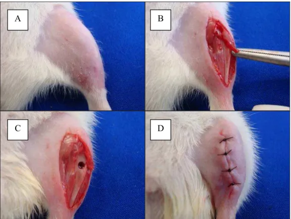 Figura 2 - Procedimento de Osteotomia: A- Tricotomia digital, B- Incisão na região tibial, C-  Osteotomia, D- Sutura da região operada