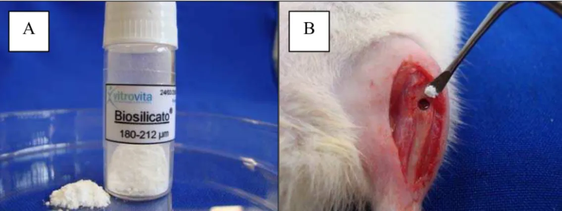 Figura 3 - Tratamento com o Biosilicato ® : A- Biosilicato ® , B- Aplicação do Biosilicato ® 