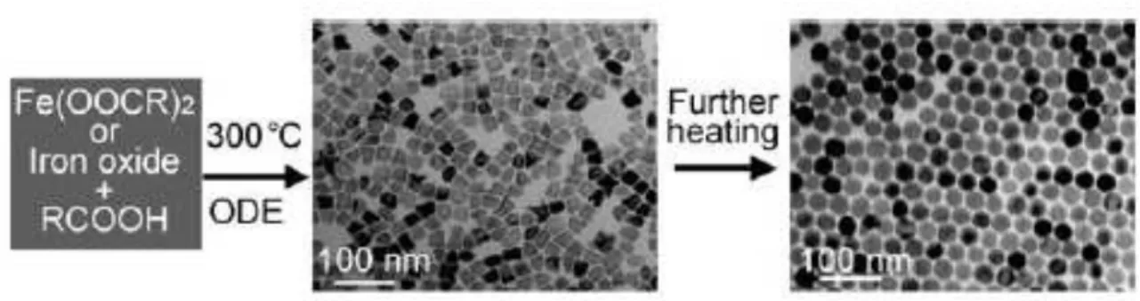 FIGURA 7. Formação de nanocristais de Fe 3 O 4 . Quadro do centro e da direita são imagens de  TEM dos nanocristais sintetizados em diferentes tempos de reação