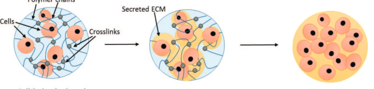 Figure 1: Schematic of tissue formation in cell-laden hydrogels.