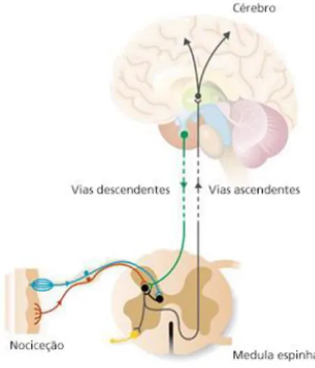 Figura 4.3 - Vias neuronais que influenciam a sensibilidade à dor.  Adaptado de 19 