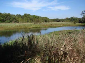 Figura 5 - Fotografia da Lagoa do Óleo,  evidenciando a vegetação marginal (foto de André  Moldenhauer Peret)