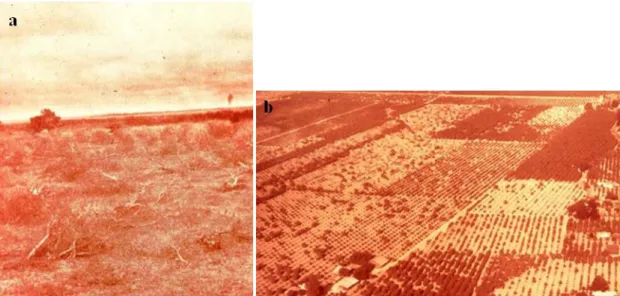 Figura 1.1.1 - Fotografias da  a) devastação causada pela tristeza na Argentina em meados da década de  1930 e b) do desastre em pomares de laranjeira na Califórnia na década de 1960