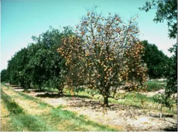 Figura  1.3.1 –  Exemplo de  uma  árvore  com sintomas de  declínio sobre  porta-enxerto laranjeira  azeda
