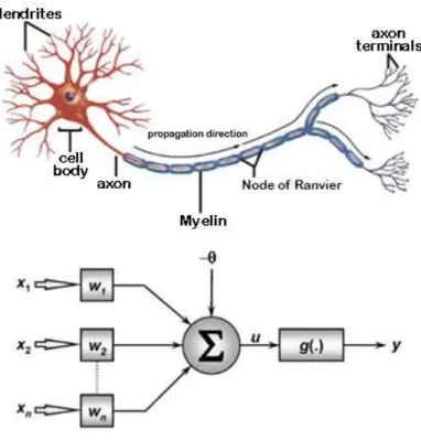 Figura 11 - Ilustração de neurónio biológico e neurónio artificial [81]. 