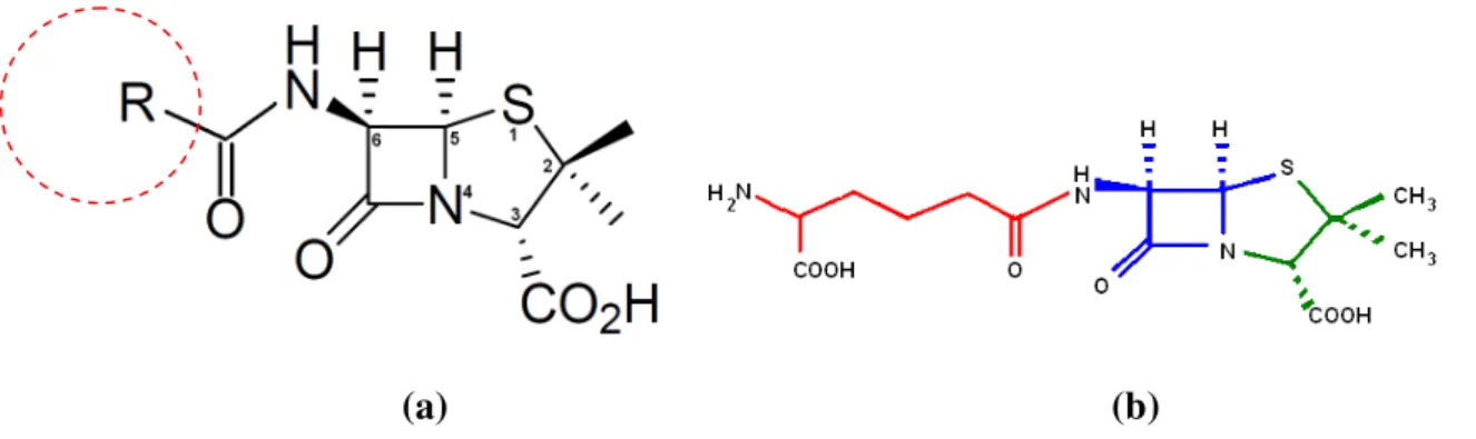 Figura  2.4. (a) Fórmula estrutural das penicilinas, (b) penicilina N apresenta uma cadeia aminoadipil 