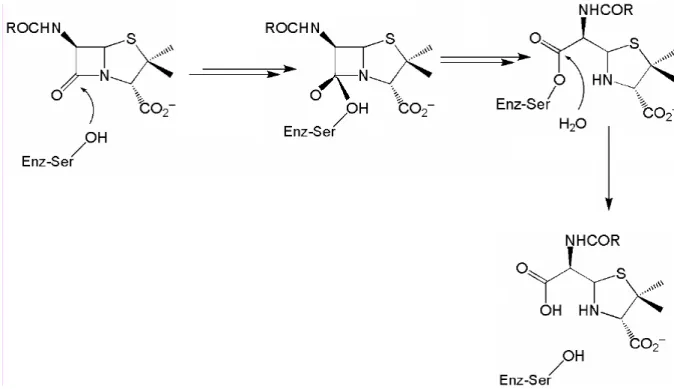 Figura  2.10. Hidrólise das penicilinas pela enzima beta-lactamase nucleófilo serina. 