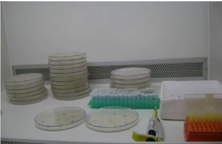 Figura  3.1. Materiaís utilizados no bioensaio contra E. Coli, placas de Petri contendo o ágar