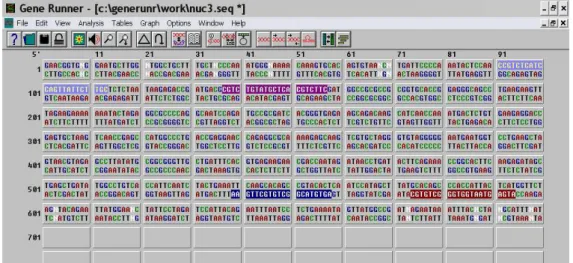 Figura 13: Janela de interfase do programa Gene Runner 3.05 (Copyright © 1994) mostrando uma das  seqüências de Ardea alba e os oligonucleotideos espécie-específicos desenhados neste trabalho (destacados em  lilás = H2, roxo = H1, azul = L1 e vermelho = L2